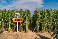 corn maze