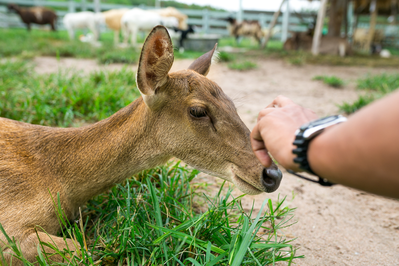 petting zoo smoky mountains