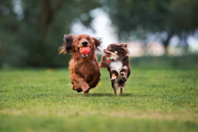 dogs at dog park