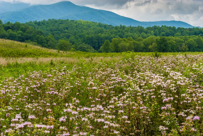 cades cove flowers during spring in gatlinburg